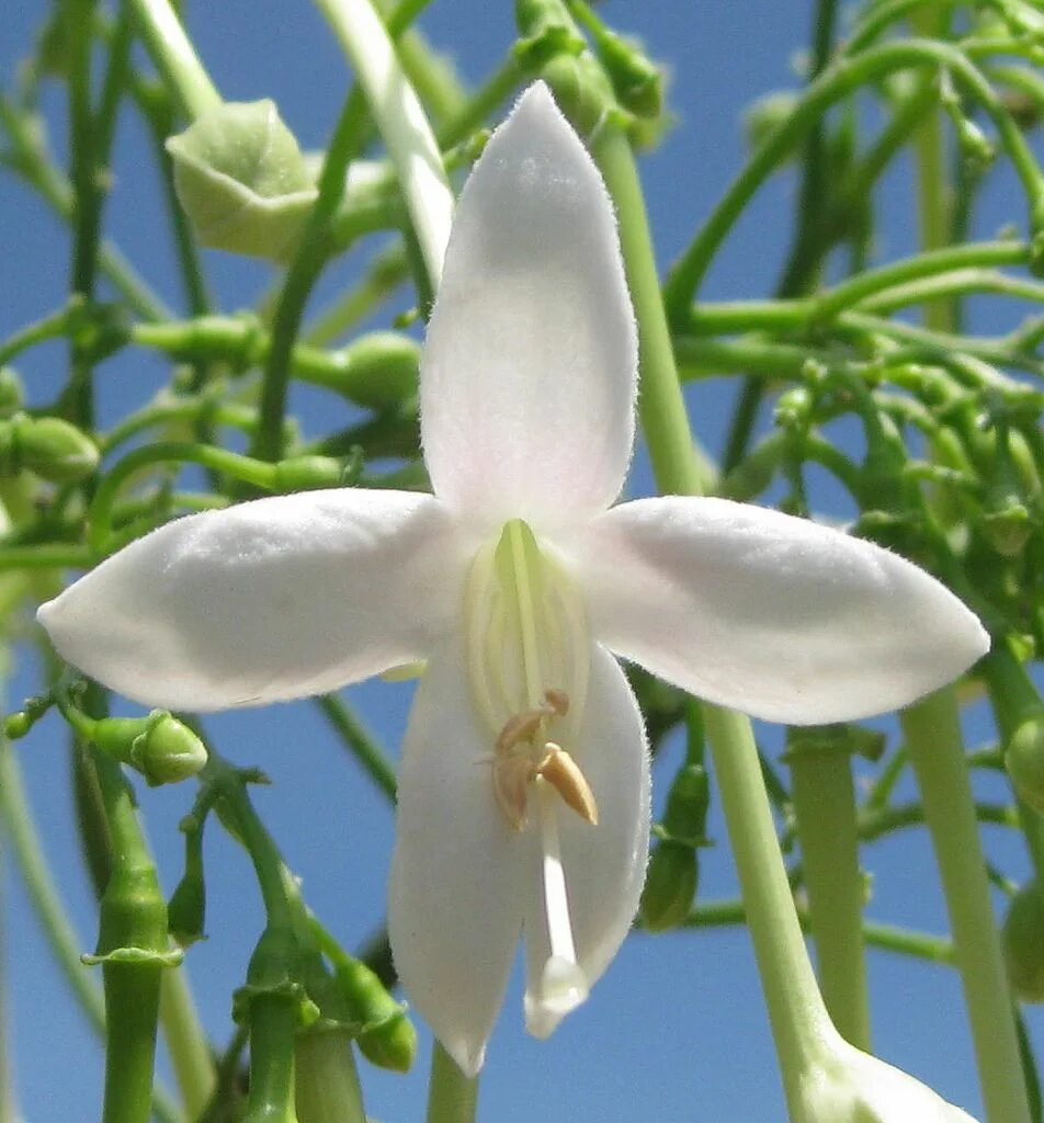 Fragrant flower