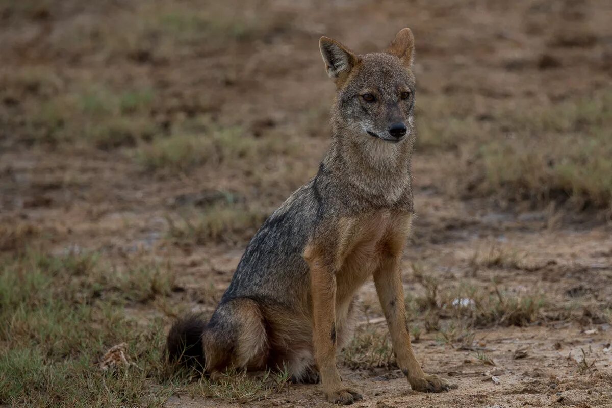 Шакал в саванне. Чепрачный шакал. Чепрачный шакал. Чепрачный шакал. Южноафриканский шакал.