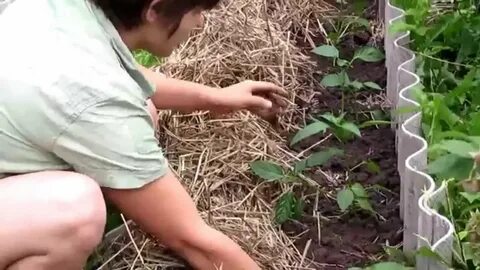 Как сажать огурцы с крапивой
