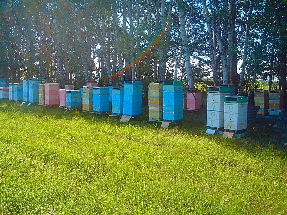 Пчелы купить в нижегородской. Пчелопакеты рута. Пчелопакеты Красногорское. Пчеловодство в Воронежской области. Прохоровка - пчелопакеты?.