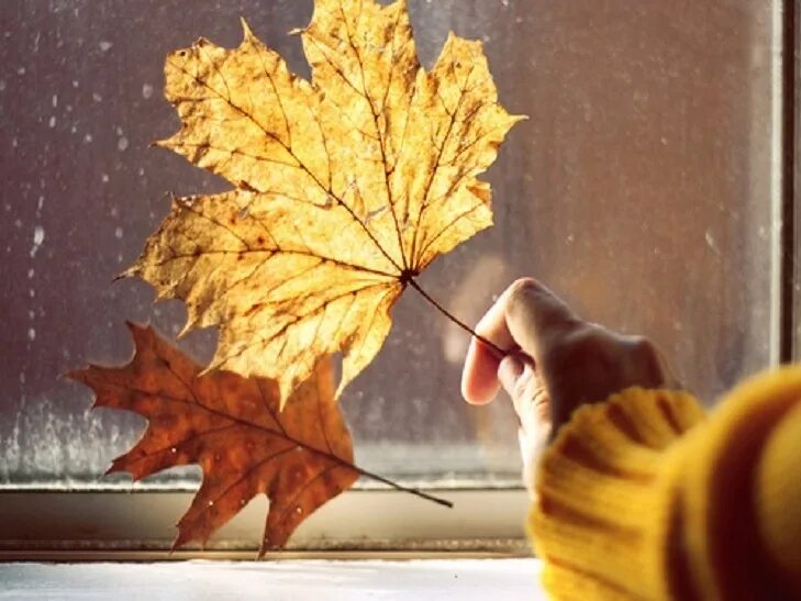 Осенний стучать. Листья на окна. Осенняя грусть. Осенние листья в руках. Осенние листья на окна.