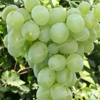 Виноград зеленый крупный название