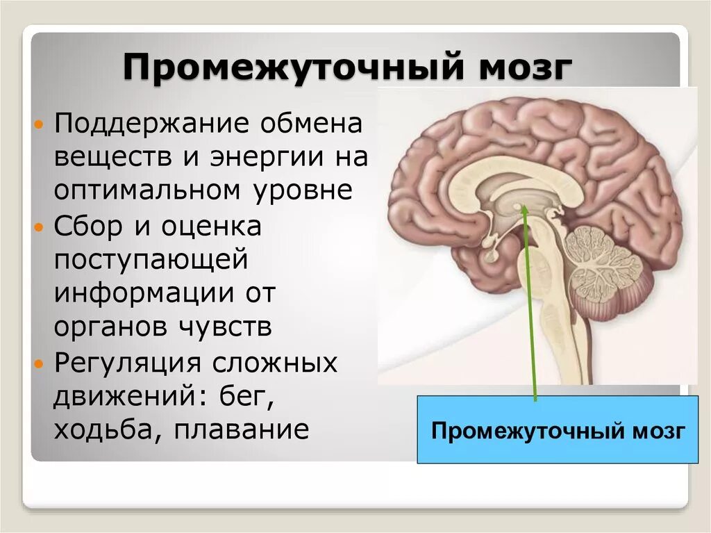 Промежуточный строение и функции. Промежуточный мозг. Промежуточный мозг строение. Промежуточный мозг картинка. Промежуточный мозг регулирует.