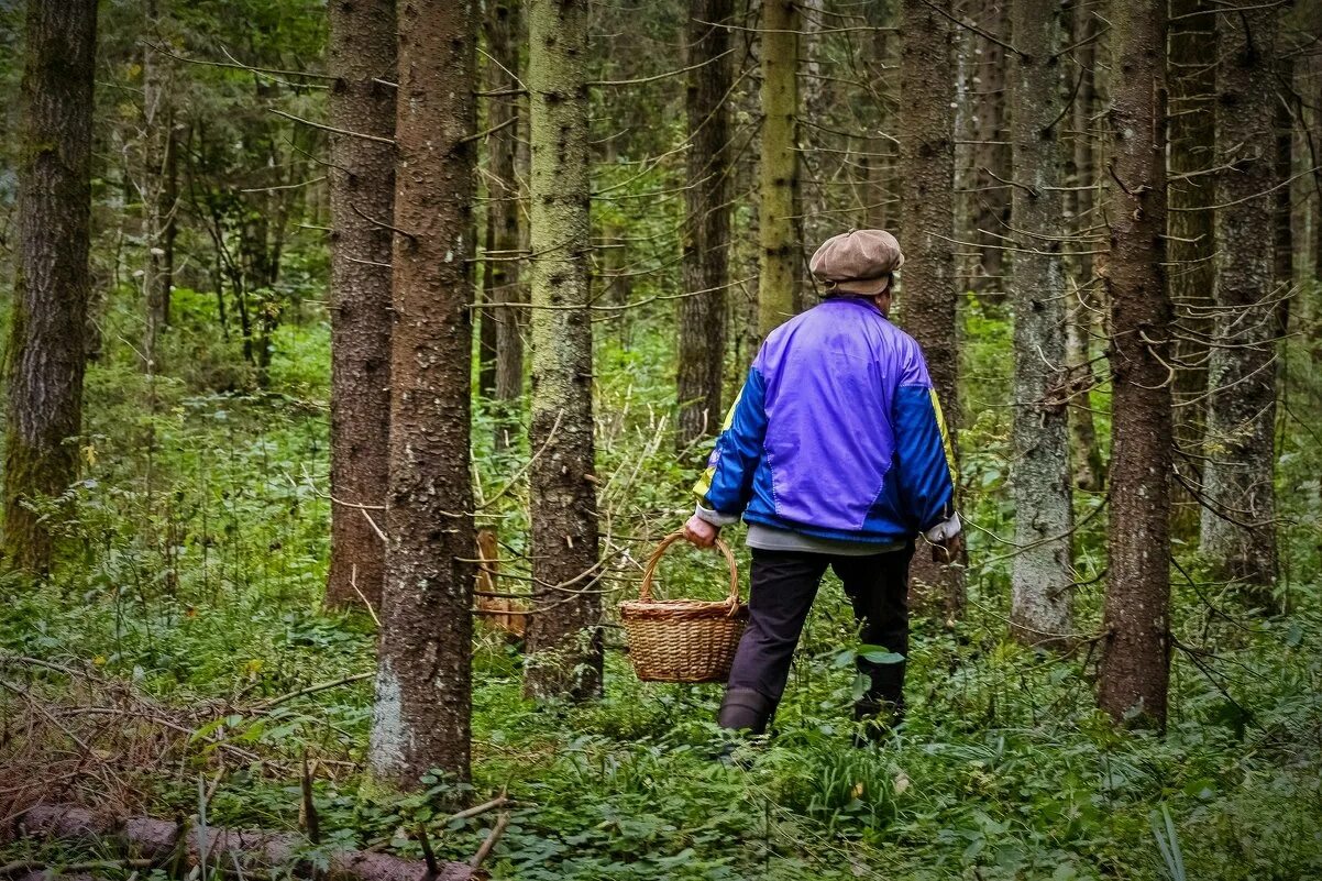 Что делают люди в лесу. Грибники заблудились в лесу. Потерялся в лесу. Человек заблудился в лесу. Грибники в лесу.