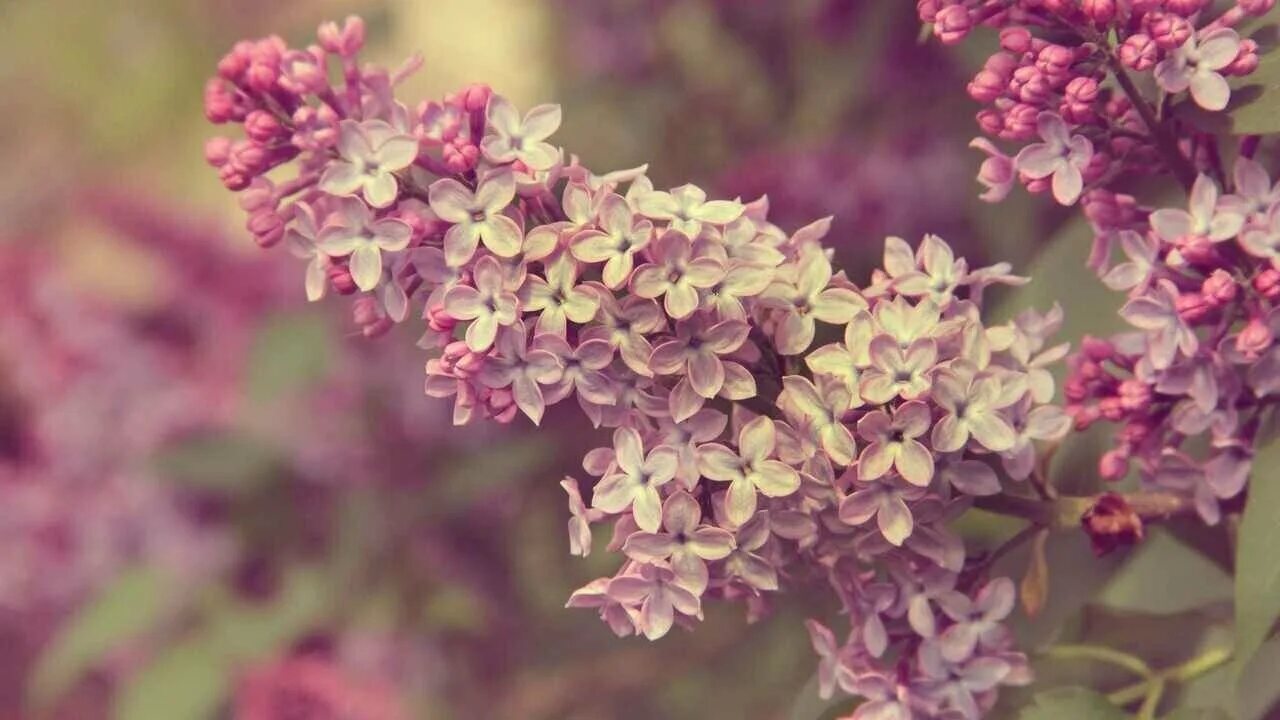 Веточка сирени. Ddddtnkf chtyb. Сирень пятилистник. Сирень обои. Ветка сирени сирени.