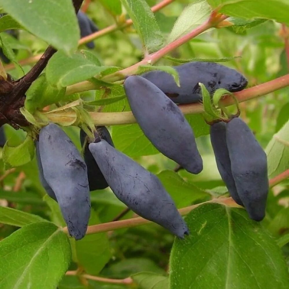 Жимолость Lonicera edulis. Жимолость Виола. Жимолость съедобная жимолость съедобная. Жимолость Лесная съедобная. Жимолость сластена опылители