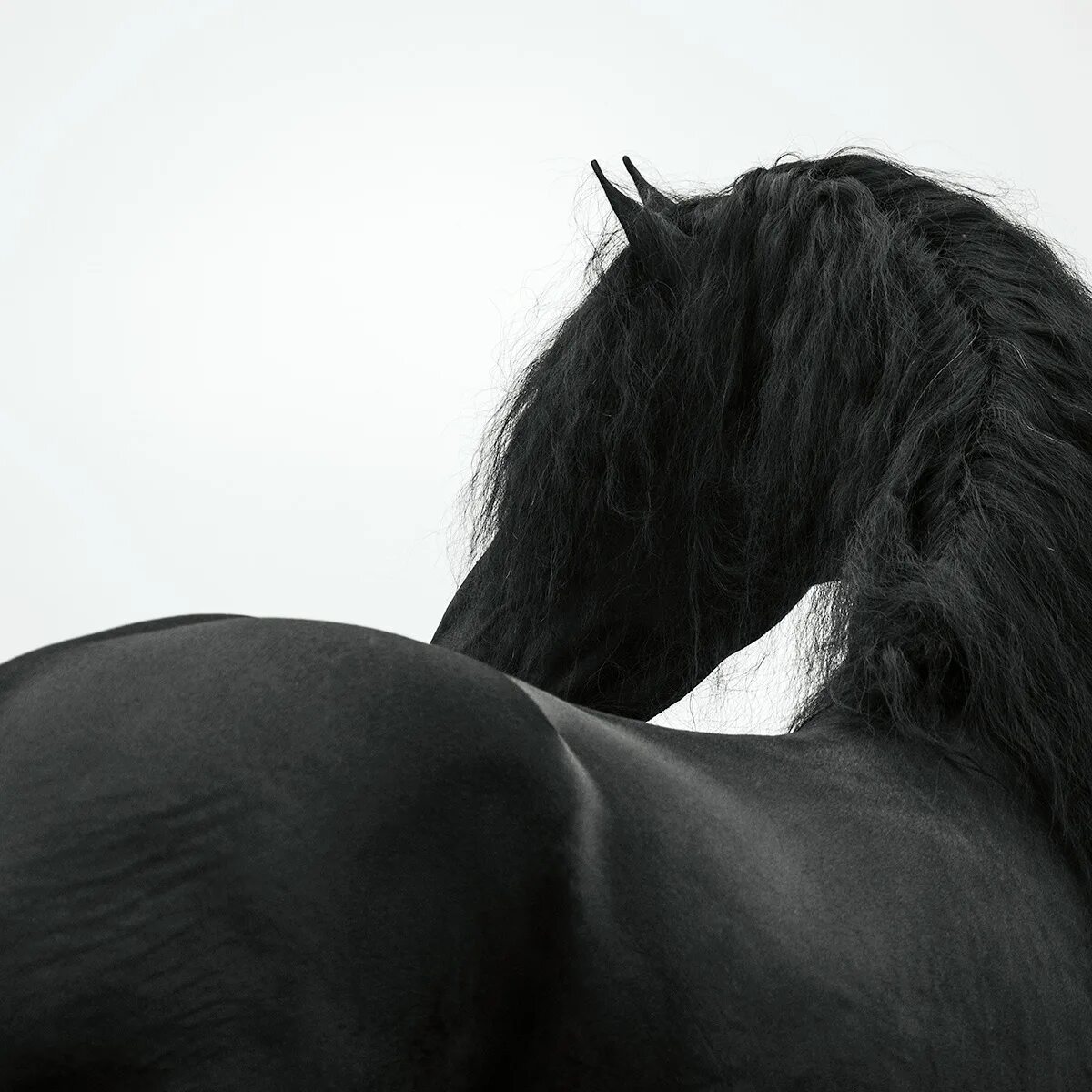Tony stromberg photography. Зад лошади. Лошадь спиной. Лошадь спиной. Лошадь спиной.