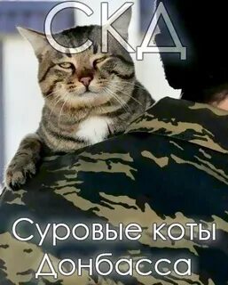Суровые коты корса