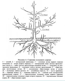 Схему дерева систему