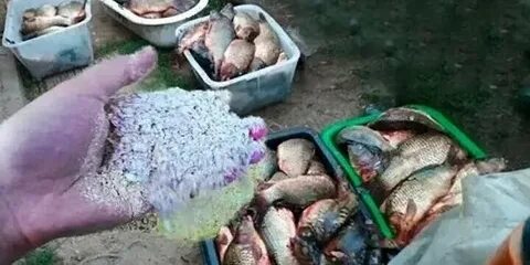 Рыбалка прикормка видео