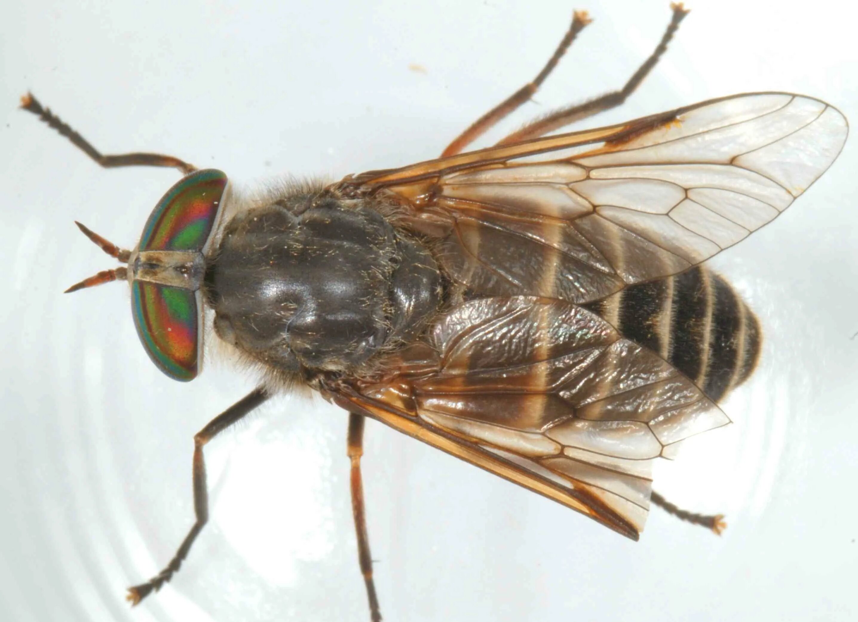 Слепень полуденный hybomitra bimaculata. Личинки желудочного овода. Слепень златоглазка. G. Слепень златоглазка.