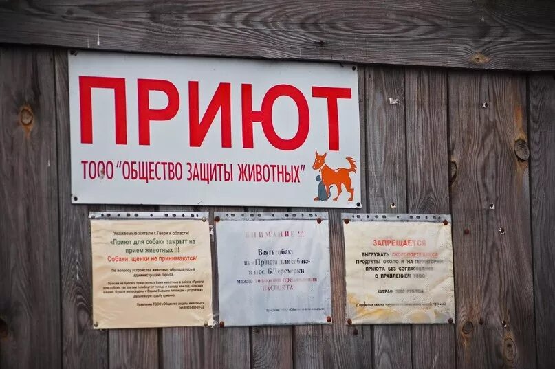 Волочек приют для животных. Приют для животных вывеска. тверской приют для собак в больших перемерках. приют для собак в твери. собачий приют в твери.