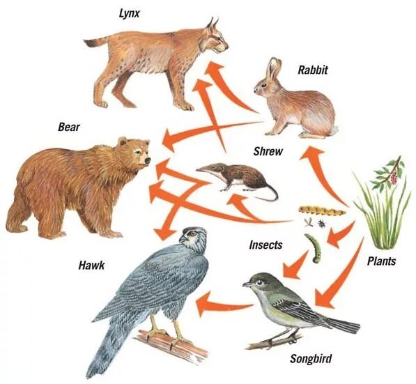 Составить цепи питания тайги. Схема цепи питания в тайге. Схема цепи питания тайги 4 класс. Цепь питания в тайге. Схема пищевой цепи тайги.