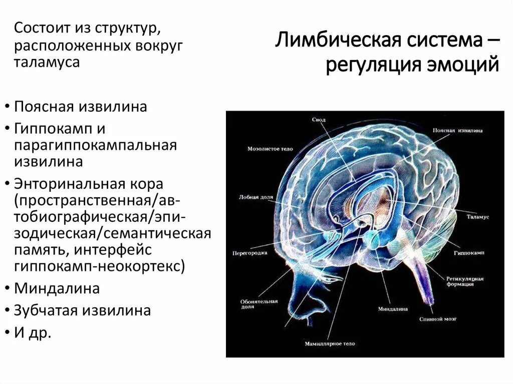 Лимбическая структура мозга. Лимбическая система головного мозга состоит. Лимбическая система мозга анатомия. Гиппокамп лимбическая система. Структуры лимбической системы головного мозга.