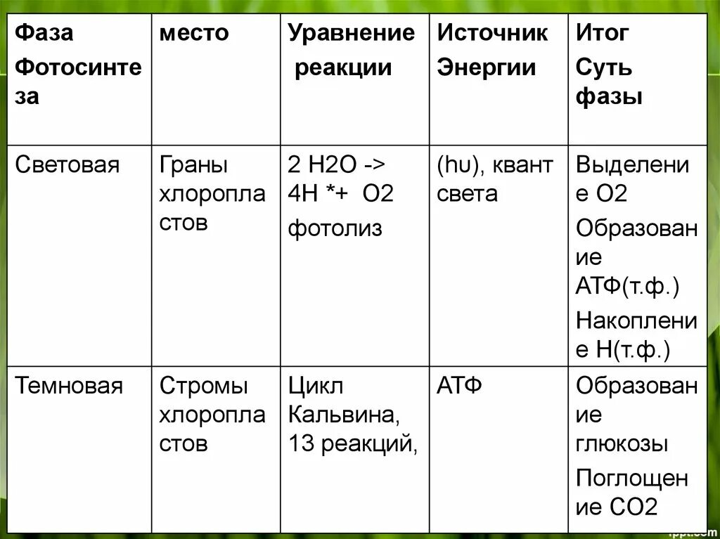 Место световой фазы. Биосинтез углеводов. Биосинтез углеводов фотосинтез. Биосинтез углеводов фотосинтез 9 класс видеоурок. Углеводы фотосинтез уравнение.