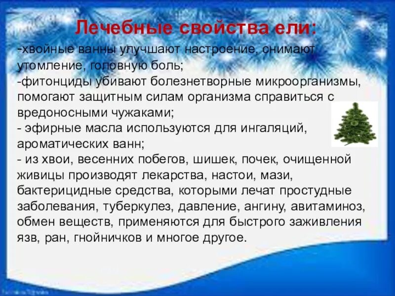 Противопоказания хвойных. Целебные свойства ели. Хвоя ели полезные свойства. Чем полезна ель для человека. Полезные лечебные свойства ели.