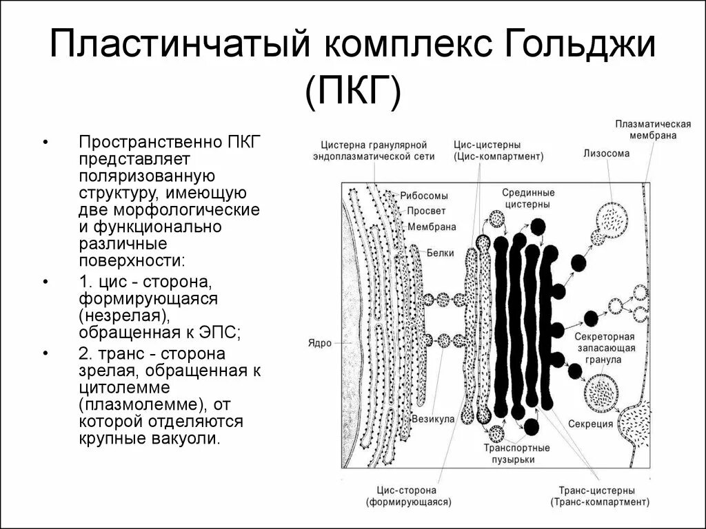 Пластинчатые клетки. Функции пластинчатого аппарата клетки комплекса Гольджи. Цис сторона комплекса Гольджи. Пластинчатый комплекс строение и функции. Транс сеть аппарата Гольджи.