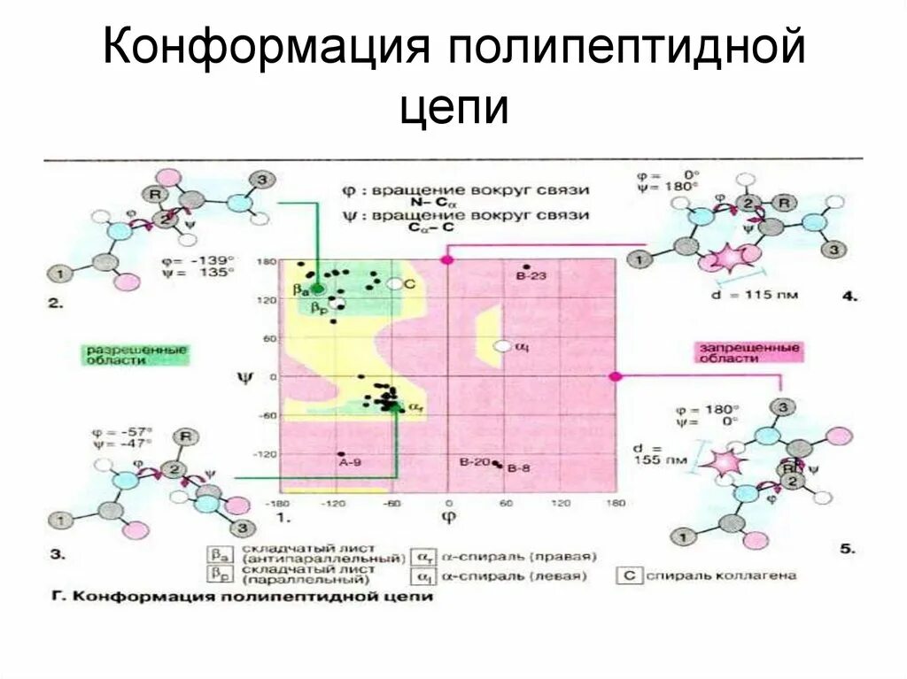 Процесс сборки полипептидной цепи называется. Конформация полипептидной цепи. конформация цепи. конформация пептидных цепей. конформация и конфигурация полипептидных цепей белков.