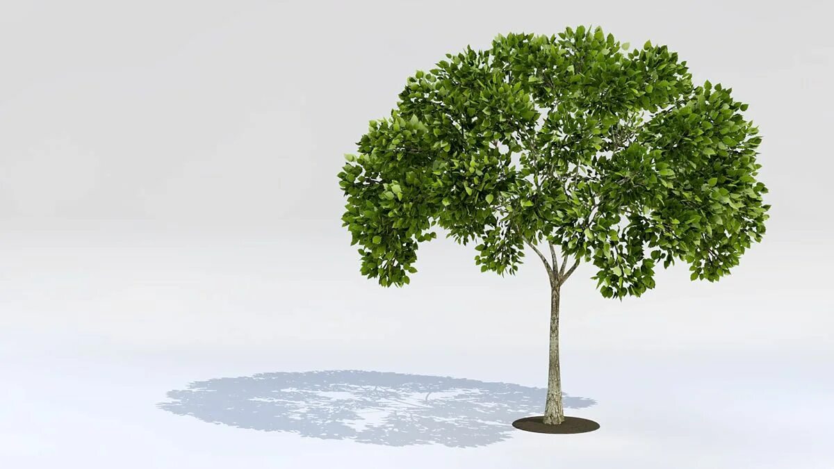 Tree 3