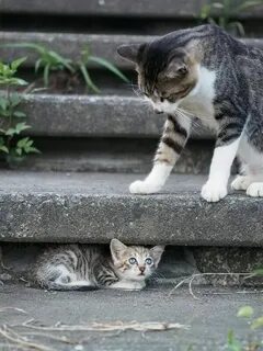 Почему пришел котенок