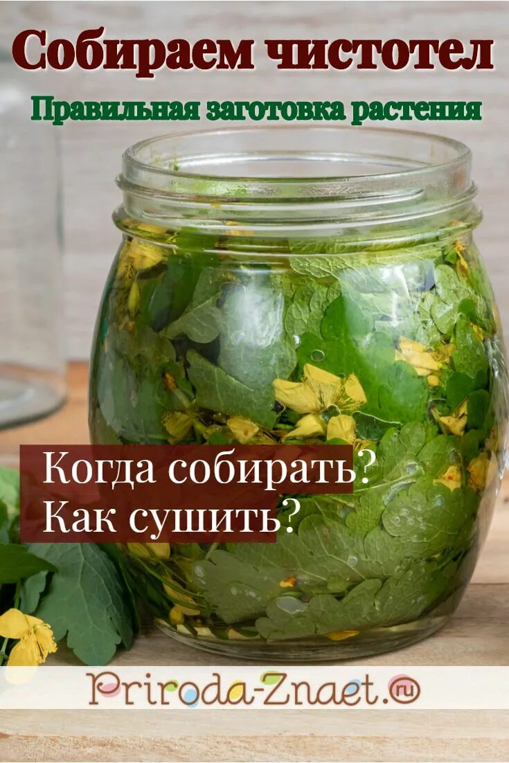 Как хранить чистотел. Чистотел. заготовка чистотела. чистотел когда собирать. чистотел заготовка сырья.