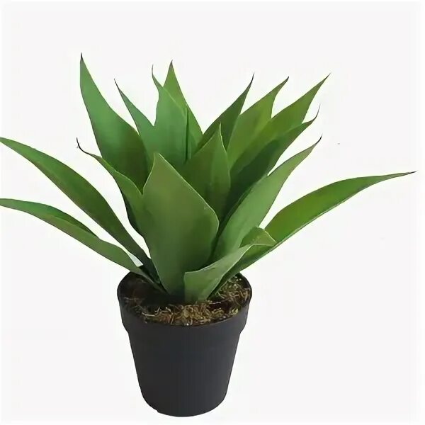 Plant item. Суккуленты в подвесном кашпо. Potted plants. Plant item. Plant item.