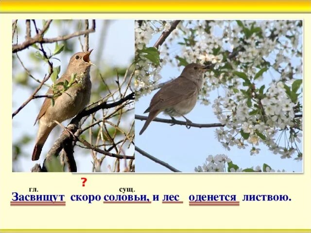 Природа березы. И лес оденется листвою. И лес оденется листвою. Березовая роща березы с сережками. День отправки привета весне.