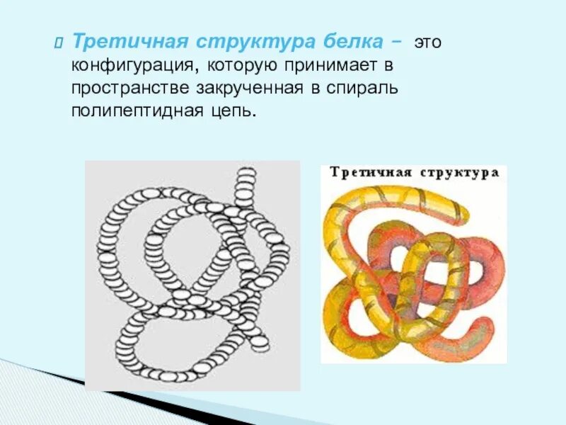Третичная структура белка данная структура. Третичная структура полипептидной цепи. Третичная структура белка. Третичная структура белка строение. Третичная структура белков.