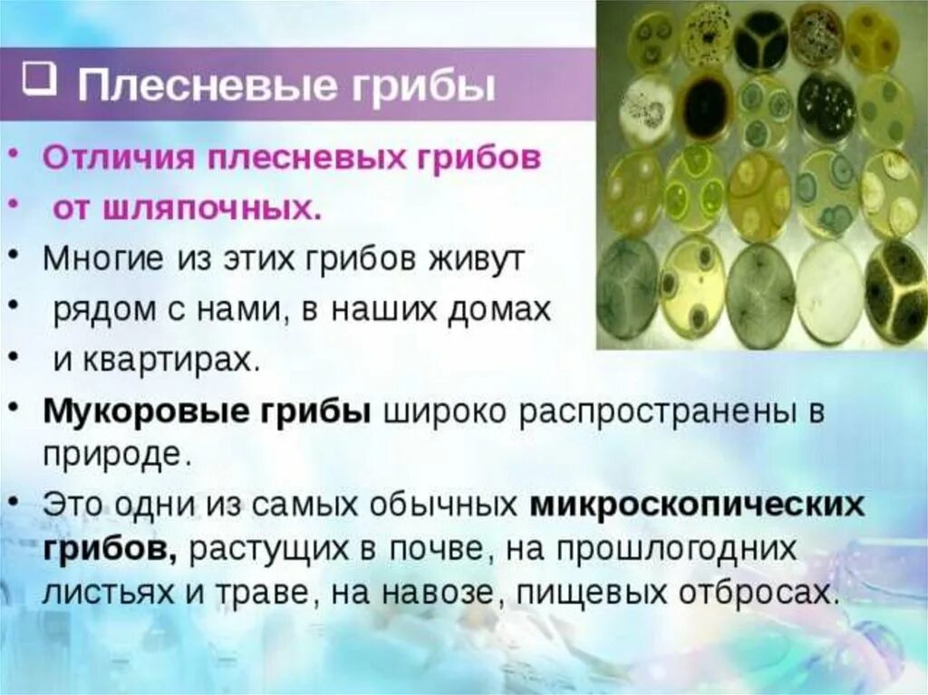 В чем сходство и различие шляпочных грибов. Отличия шляпочных и плесневых грибов. Характеристика плесневых грибов и дрожжей. Плесневелые грибы и дрожжи. Отличия строения плесневых грибов.