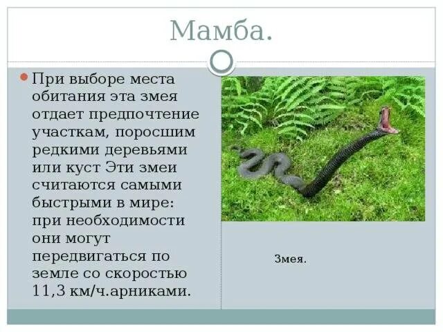 Какую среду обитания освоила песчаная змея. Черная мамба ареал обитания. Черная мамба место обитания. Рассказ о черной мамбе. Черная мамба сообщение.