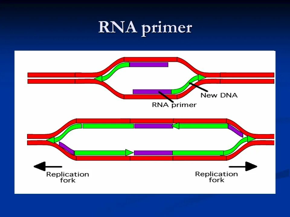 Праймаза в репликации ДНК. Репликация ДНК ФРАГМЕНТЫ Оказаки. Праймер РНК затравка. Репликация ДНК Синтез праймера.