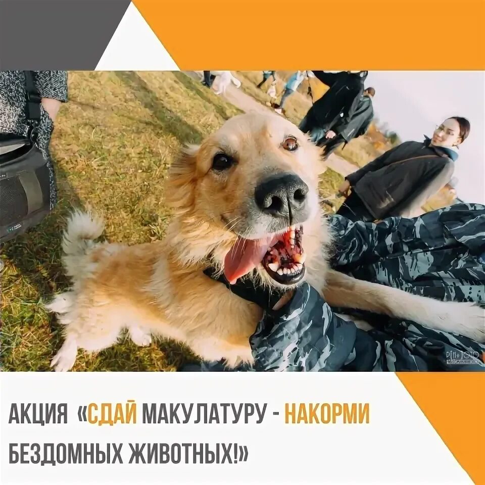 Акция покорми животных. Акция накормим бездомных животных. акция покорми бездомных животных. акция накорми бездомное животное.