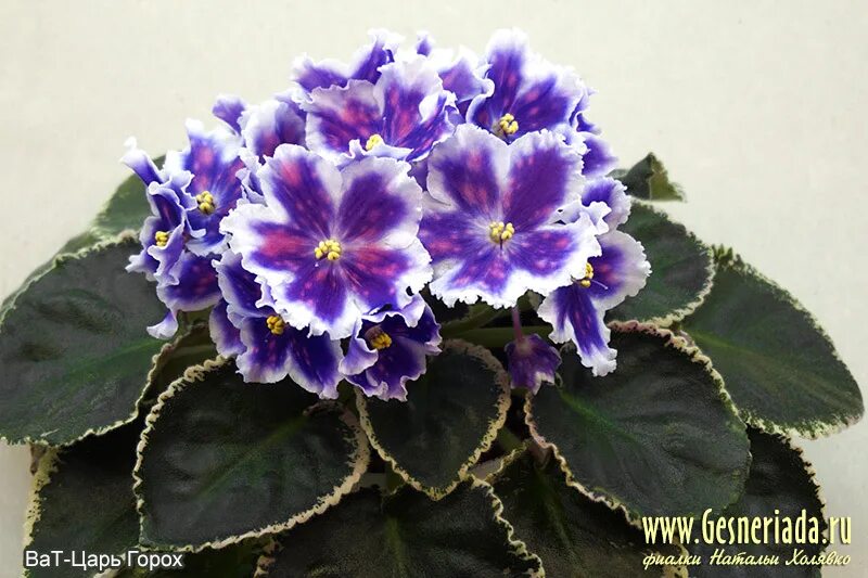 Фиалка ват беатрис. Ват царь горох фиалка. Сорт фиалки ват царь горох. Фиалка ват царь горох спорт. Сенполия ват царь горох.