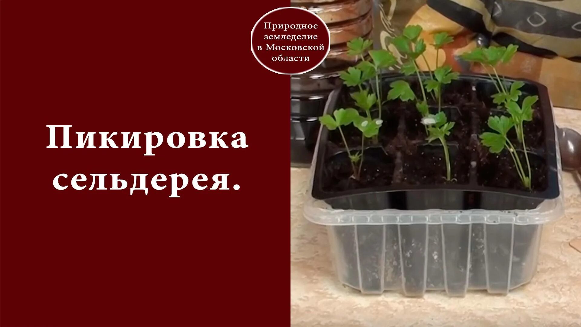 Сельдерей пикировка рассады. Нужно ли пикировать сельдерей. Пикировка рассады сельдерея черешкового. Нужно ли пикировать сельдерей. Нужно ли пикировать сельдерей.