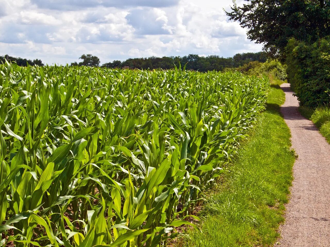 Corn fields