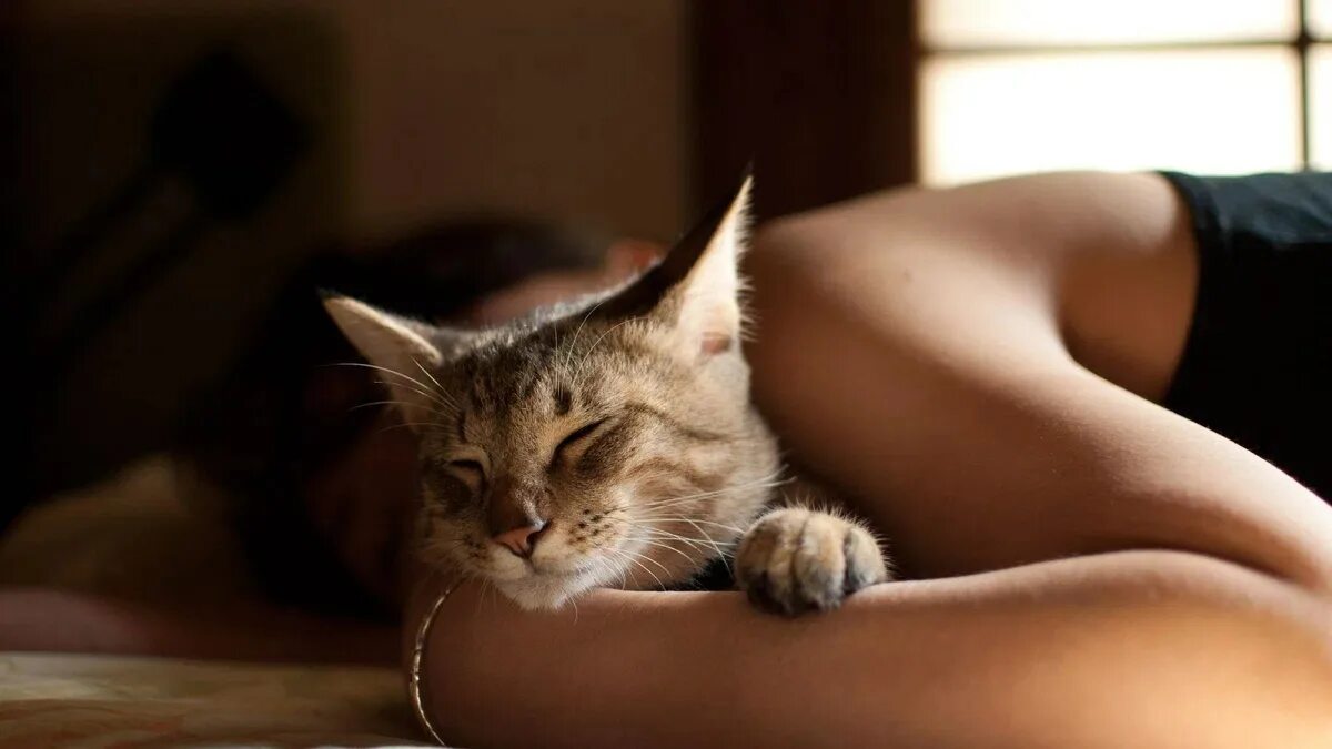 Кошка спит на человеке. Женщина с кошкой. Сон кот девушке. Девушка на кровати с кошкой. Спящие коты.