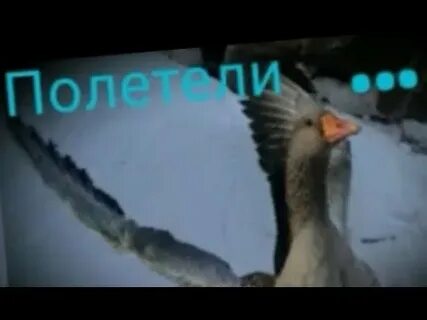 Гуси они поют как будто гусли