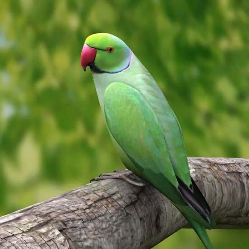 Parrots names. Ожереловый попугай. Ожереловый попугай птенец. Ожереловый попугай зеленый. Ожереловый попугай голубой.