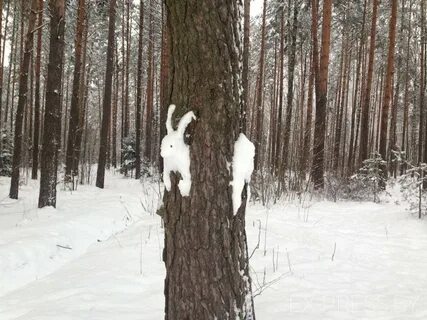 Заяц на дереве