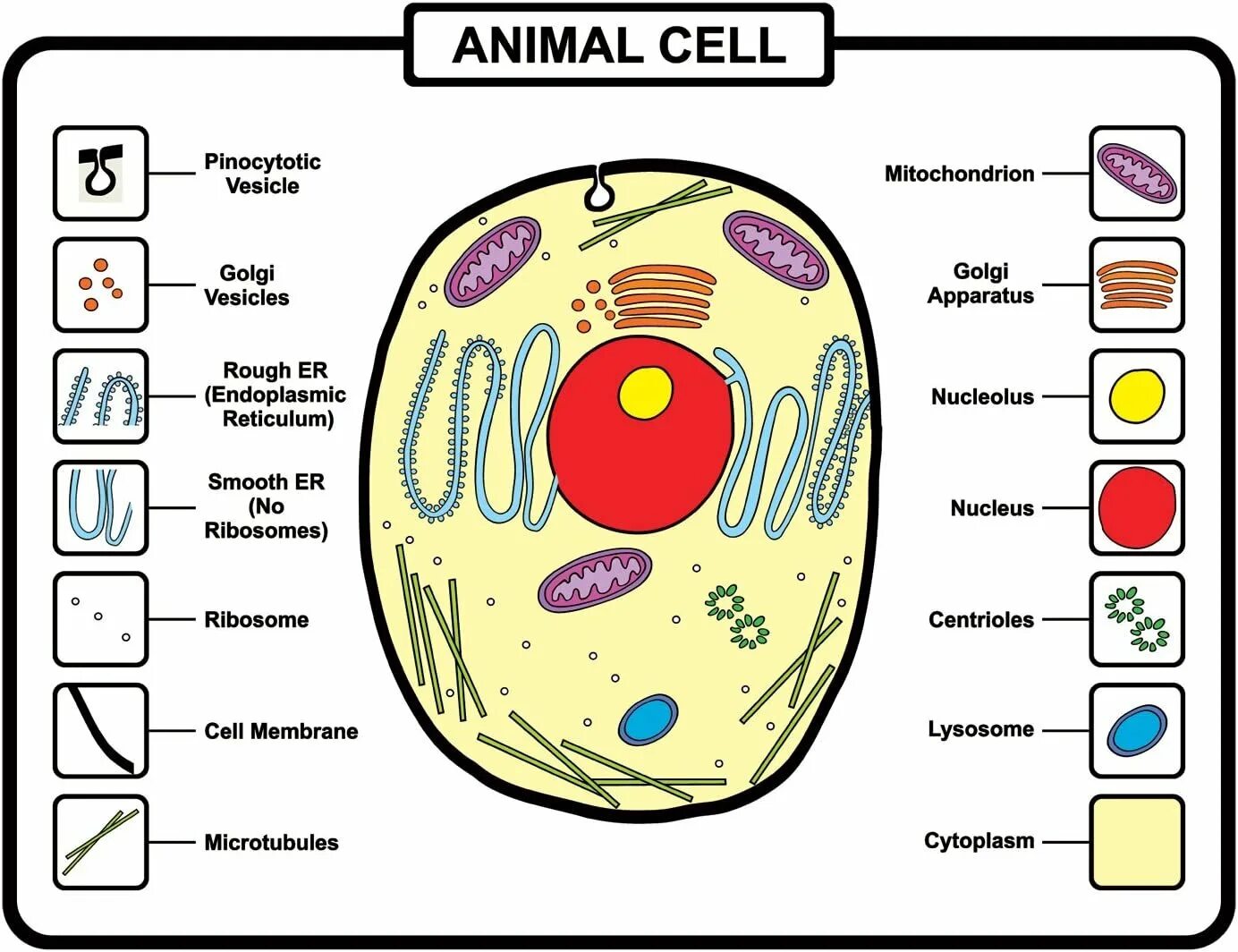 Живая клетка 5 класс биология. Модель строение животной клетки биология 5 класс. Рисунок клетки животное 5 класс биология. Модель животной клетки 5 класс биология. Макет строения животной клетки.