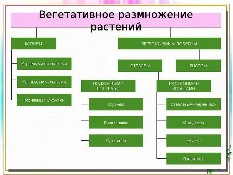 Перечислите способы размножения растений. Размножение растений. вегетативное размножение. виды вегетативного размножения. способы размножения растений.