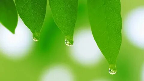 Green best