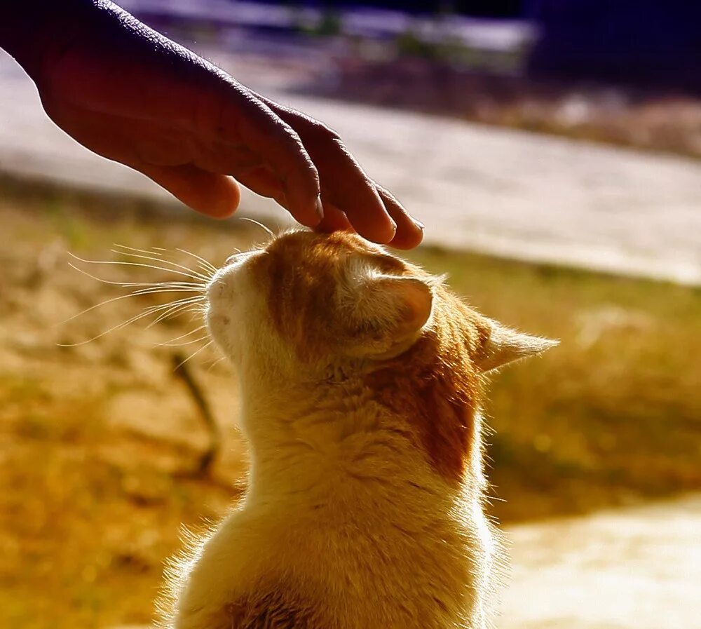 Котика гладят. Гладить кошку. рука гладит кошку. человек гладит кошку. гладят рыжего кота.