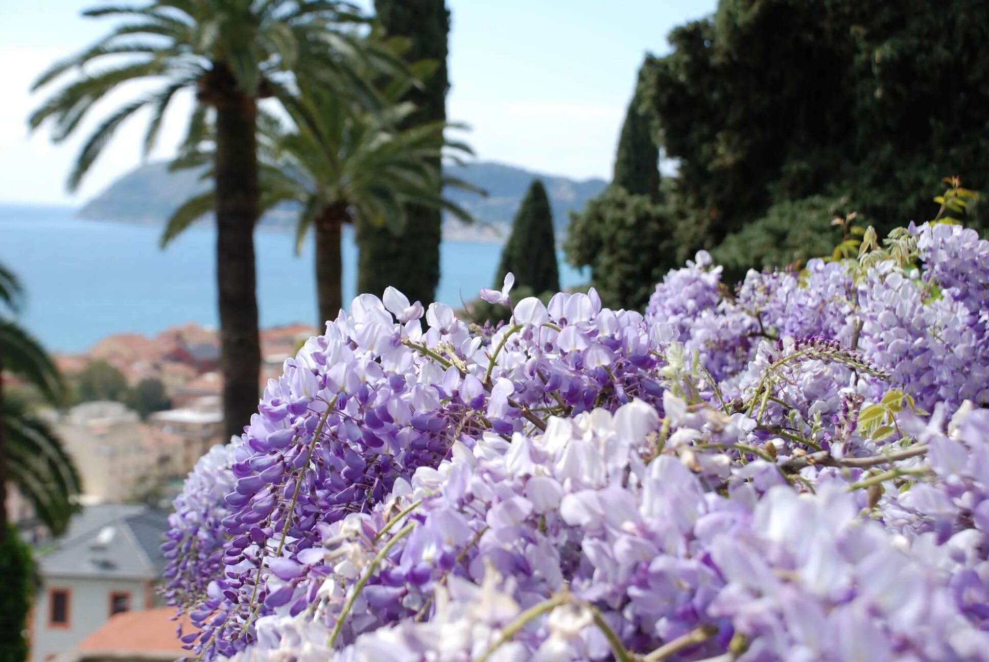 Глициния Италия. Рим Глициния. Positano Италия Глициния. Гарда Глициния.