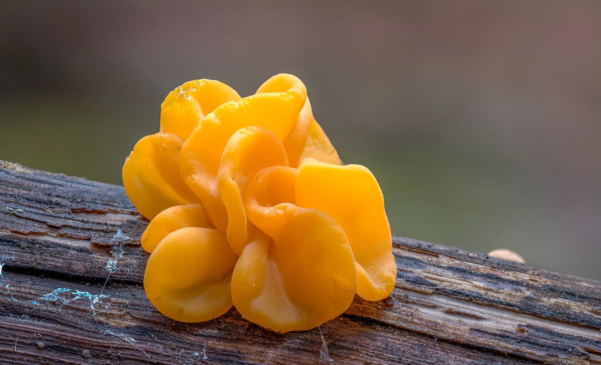 Дрожалка оранжевая. Слизевик Дрожалка оранжевая. Дрожалка листоватая Tremella foliacea.