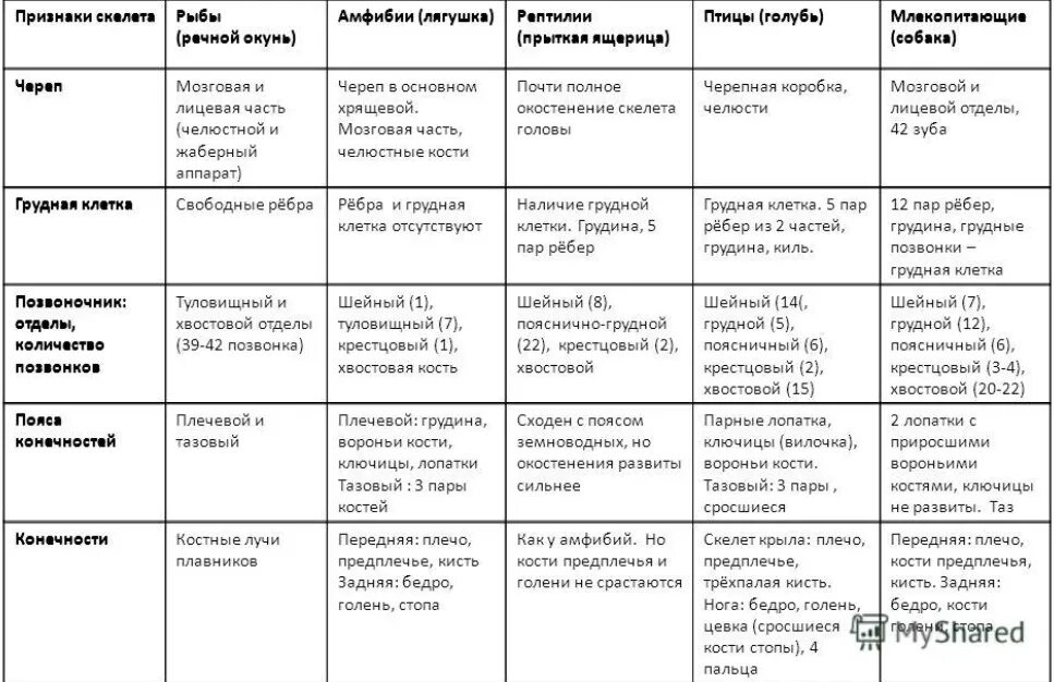 Используя текст параграфа заполните таблицу позвоночных животных. Сравнительная характеристика скелета у позвоночных животных. Сравнительная характеристика строения скелета позвоночных животных. Таблица характеристики скелетов позвоночных. Характеристика строения скелета позвоночных таблица.