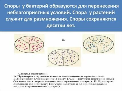 Споры образуют виды бактерий