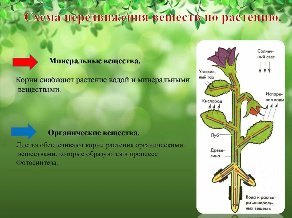 Каким образом образуется. Транспорт веществ у растений. Передвижение веществ у растений. Движение веществ по растению. Передвижение органических веществ в растении.