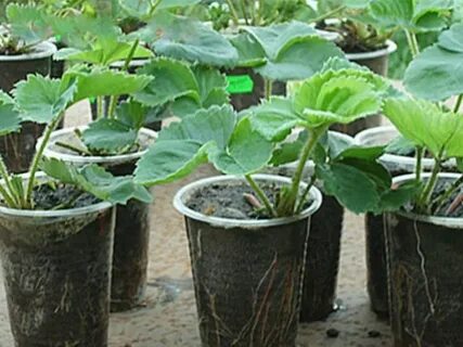 Клубника усы в стаканчиках