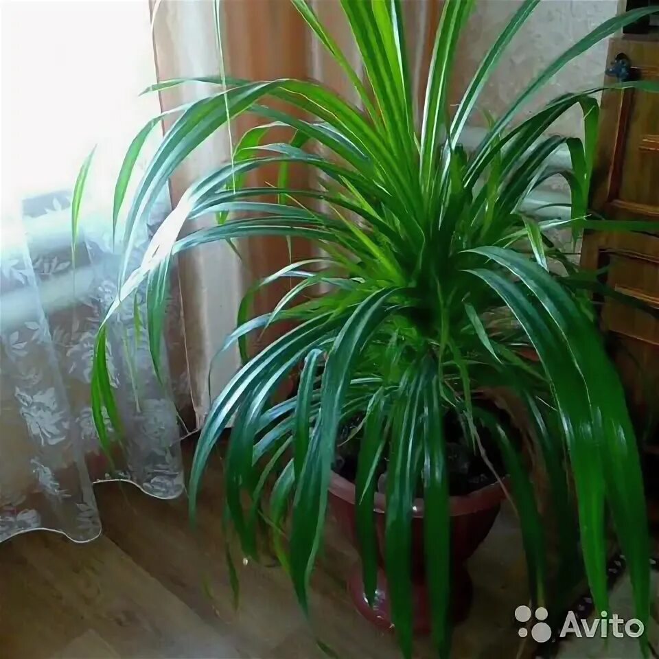 Панданус комнатное растение фото уход в домашних
